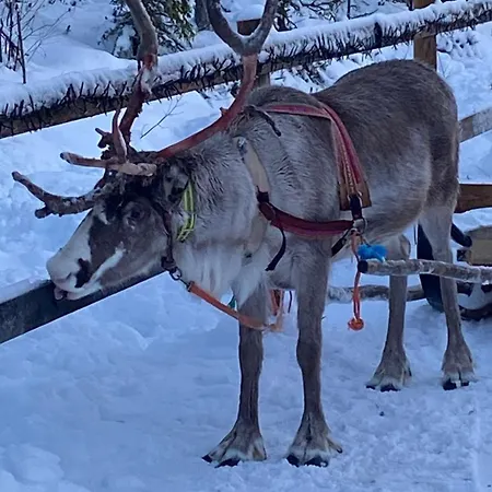 Arctic Rovaniemi